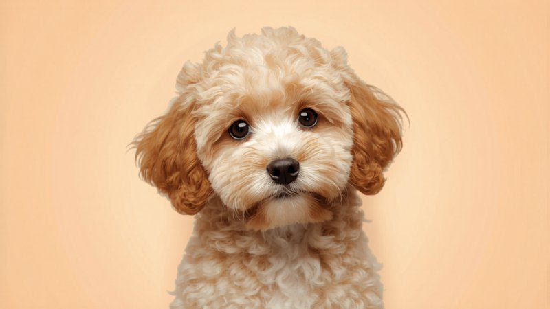 Cavoodle